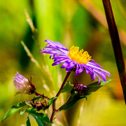 17th Sep 2016 - New England Aster