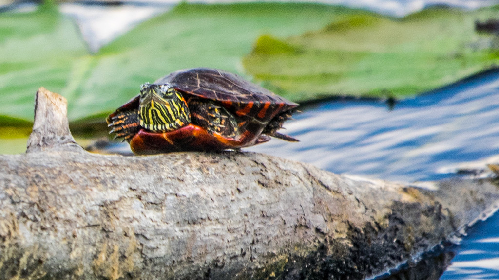 Painted Turtle  by rminer