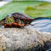 Painted Turtle  by rminer