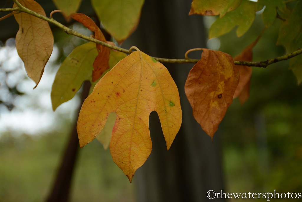 Fall leaves (or hurting for rain!) by thewatersphotos