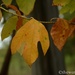 Fall leaves (or hurting for rain!) by thewatersphotos