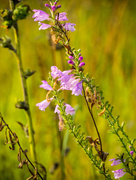 16th Sep 2016 - Obedient plant