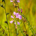 Obedient plant by rminer