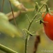 Tomato by thewatersphotos