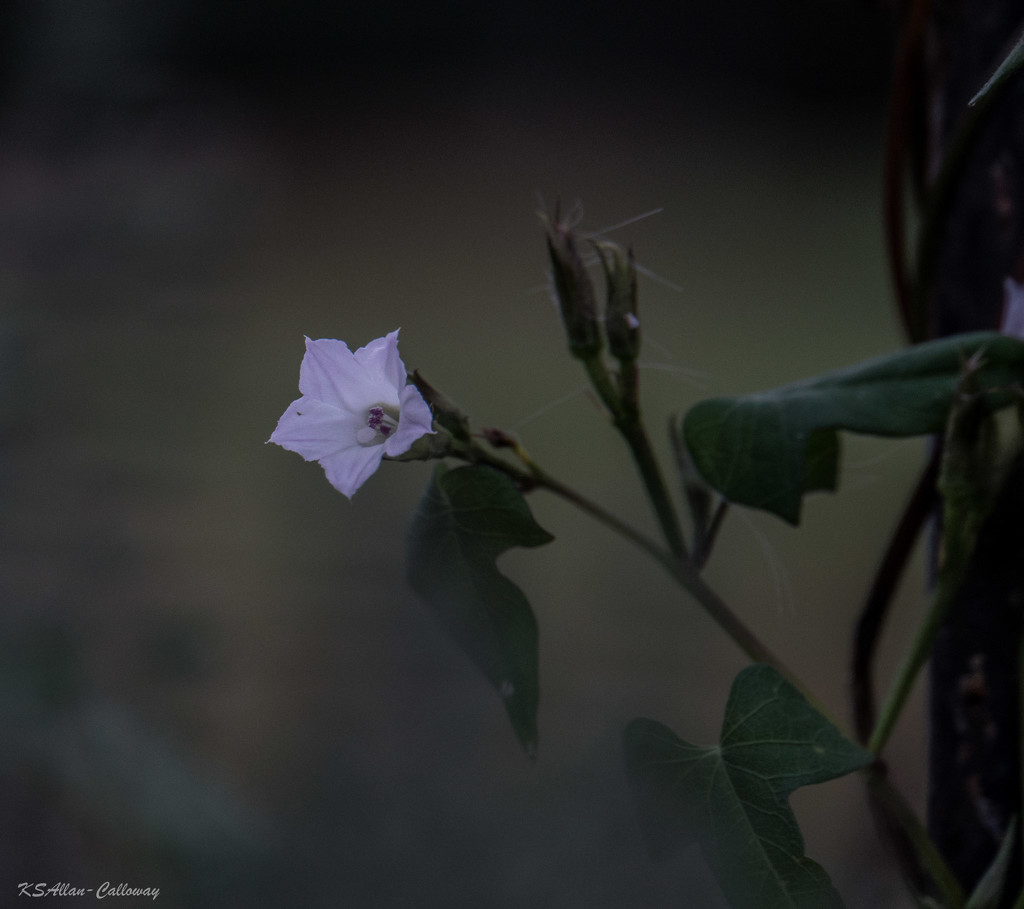 Little flower by randystreat