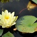 Water lily and "friend." by sailingmusic