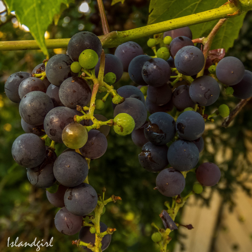 Grapes on a Vine in my backyard by radiogirl