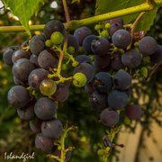 17th Sep 2016 - Grapes on a Vine in my backyard