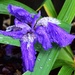 Rain Drenched Iris ~ by happysnaps