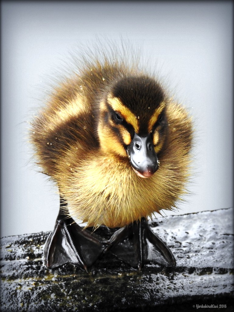 Duckling by yorkshirekiwi