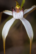 18th Sep 2016 - White Spider Orchid