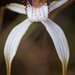 White Spider Orchid by jodies