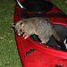 Possum kayaking by flyrobin
