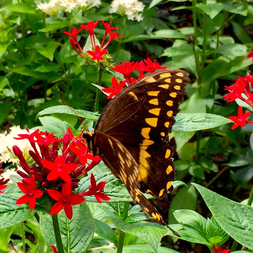 Giant swallowtail by congaree