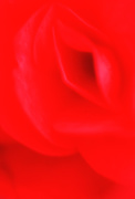 16th Sep 2016 - 243 R is for a Red Rose