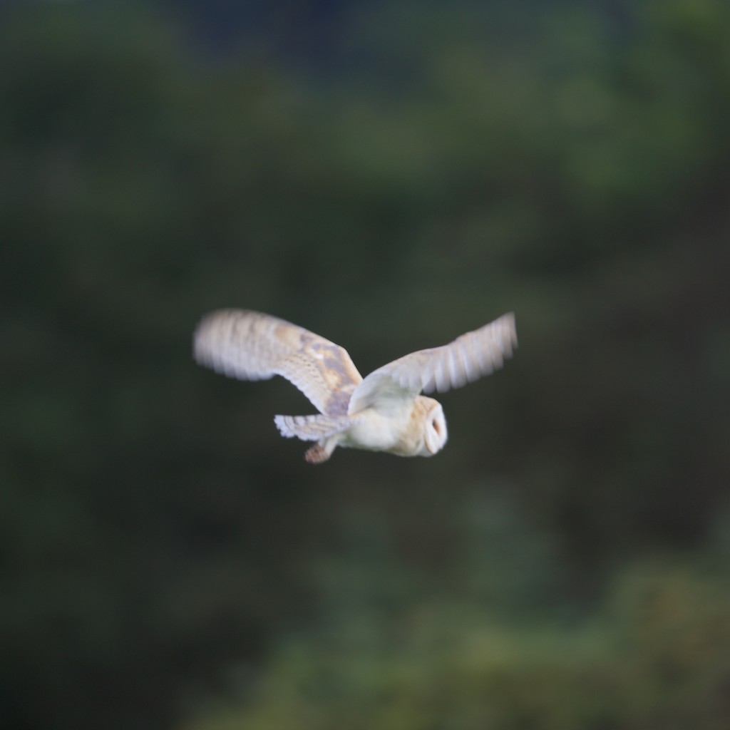 Evening Barn Owl by padlock