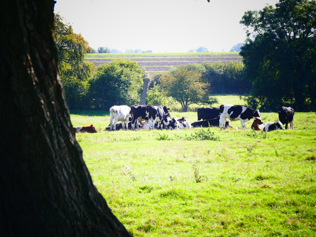 Lucy's Cows by carole_sandford