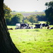 Lucy's Cows by carole_sandford