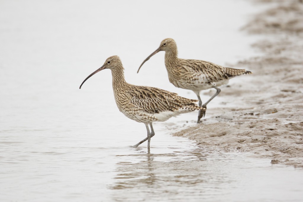 Mr & Mrs Curlew by padlock