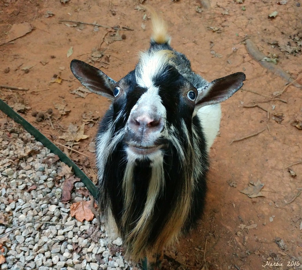 Billy Goat by harbie