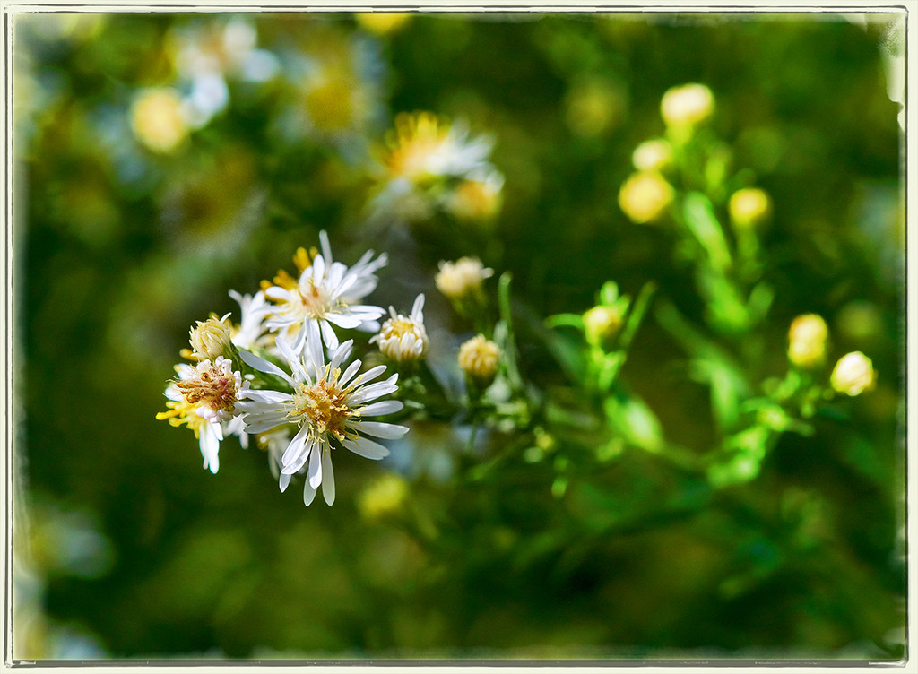 Tiny Flowers by gardencat