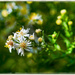 Tiny Flowers by gardencat