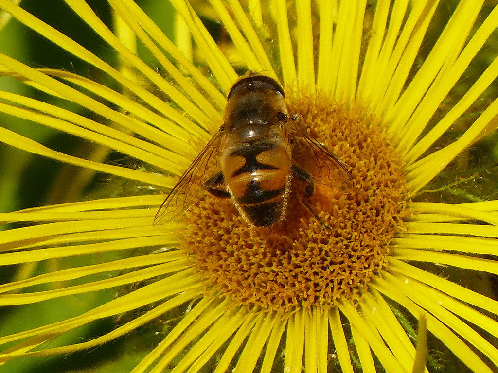  European Hoverfly  by susiemc