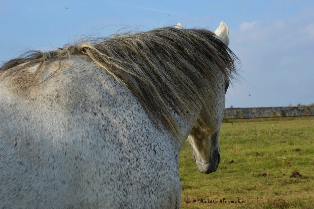 Grey horse by parisouailleurs