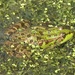 Marsh Frog  by susiemc