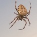 Spider at front window  by cataylor41