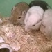 New Gerbils by cataylor41
