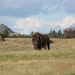 buffalo... by earthbeone