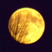 Yellow moon by bruni