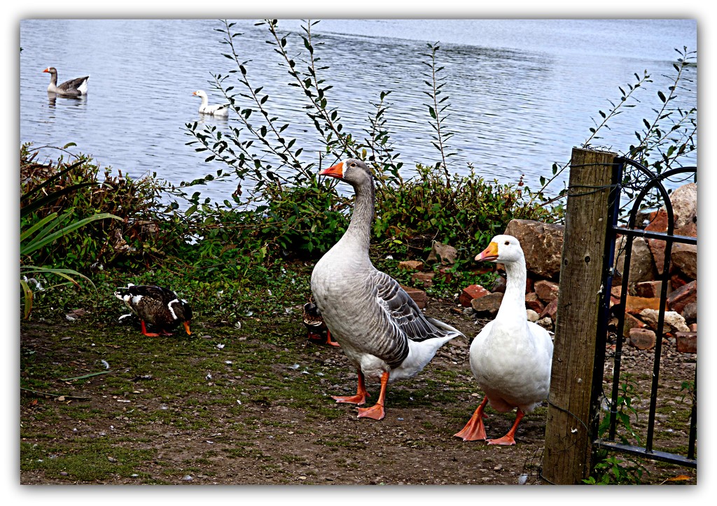 Welcome to the Mere ... by beryl
