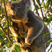 a little stretch by koalagardens