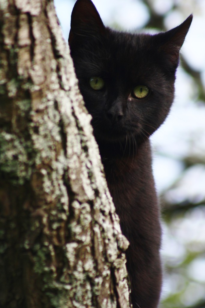 Tree Climber by wenbow