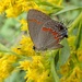 Red-banded Hairstreak by cjwhite