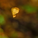 Falling Leaf doesn't go with these temperatures by milaniet