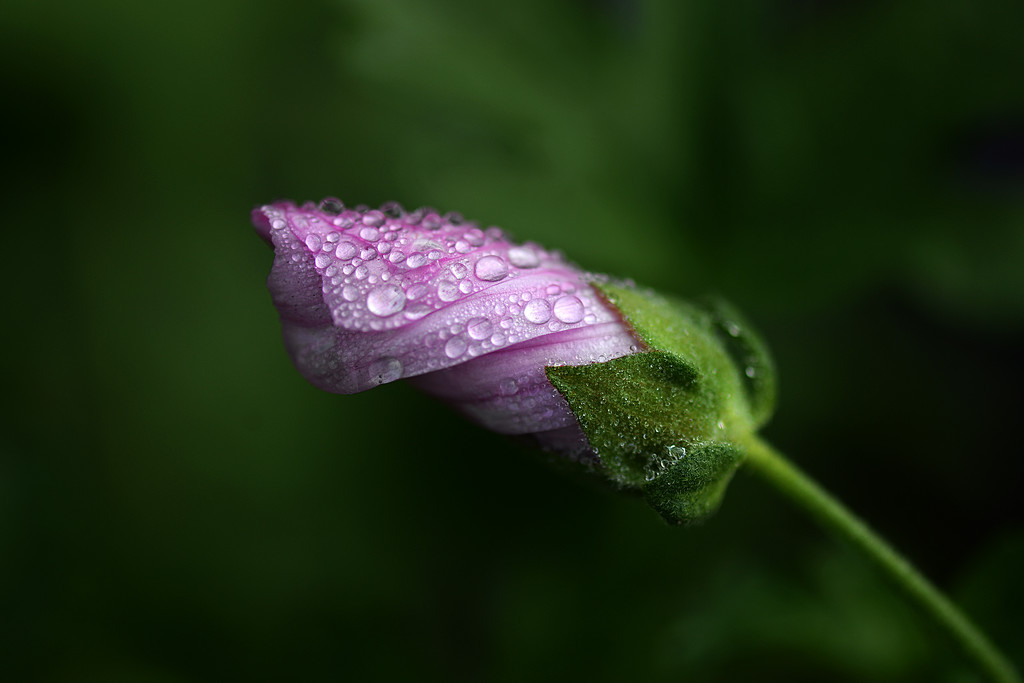 Droplets on a pink bud! by fayefaye