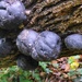 Coal fungus - Daldinia concentrica by julienne1