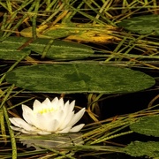 18th Sep 2016 - Water lily           