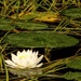 Water lily            by radiogirl