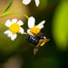 Bumble Bee! by rickster549