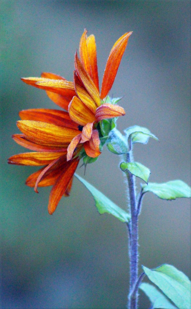 Velvet Queen Sunflower by paintdipper