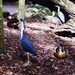Dozy Ducks & a Pied Heron ~ by happysnaps
