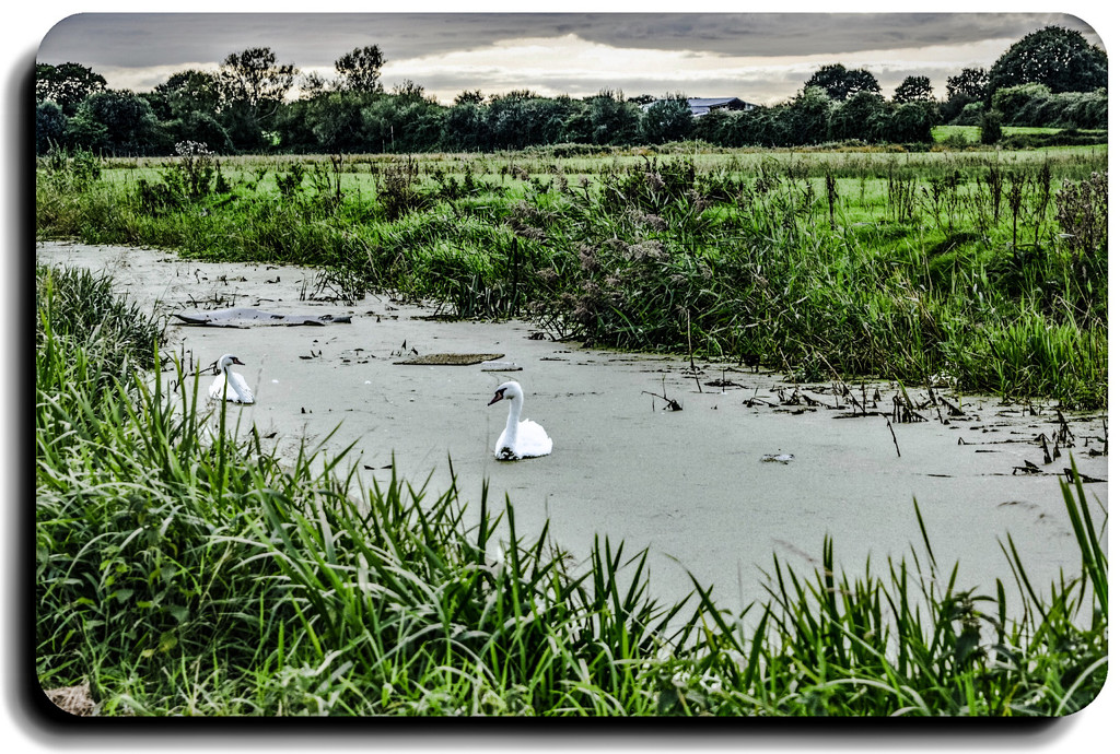 Two Swans by stuart46