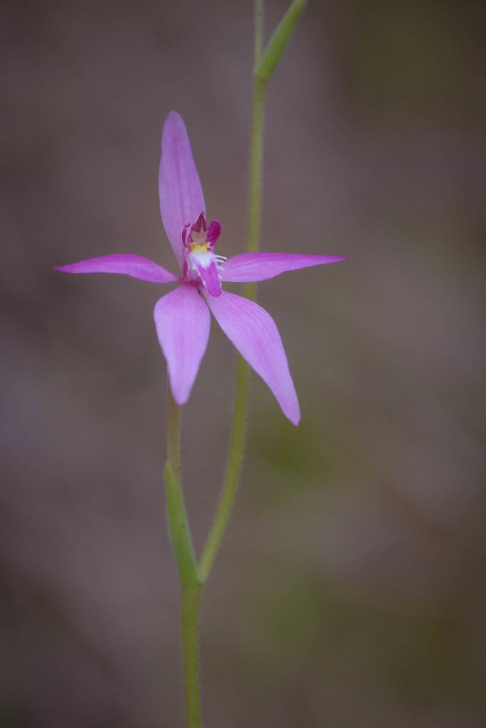 Pink Fairy Orchid by jodies