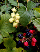18th Sep 2016 - Blackberrys and hops...