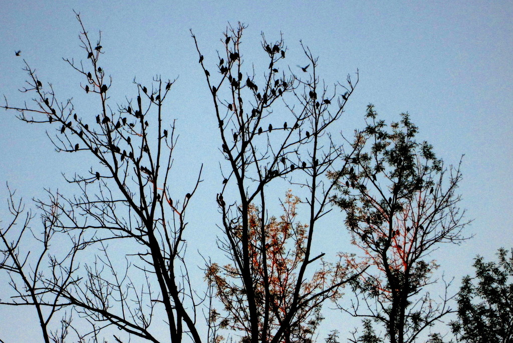 Gathering of the blackbirds by bruni