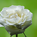 White Rose by elisasaeter